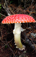 amanita